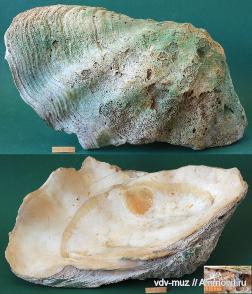 неоген, Акчагыльское море, Tridacna gigas