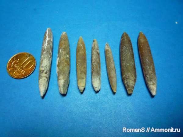 белемниты, моллюски, головоногие моллюски, Actinocamax, Actinocamax verus, belemnites