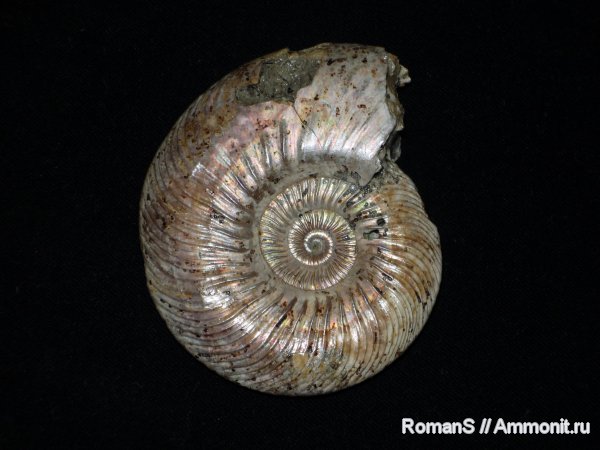 аммониты, юра, Quenstedtoceras, Дубки, Саратовская область, Cardioceratidae, Ammonites, Quenstedtoceratinae, Jurassic