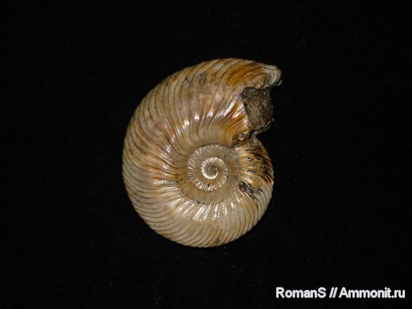 аммониты, Quenstedtoceras, Дубки, Саратовская область, Cardioceratidae, Ammonites, Quenstedtoceratinae