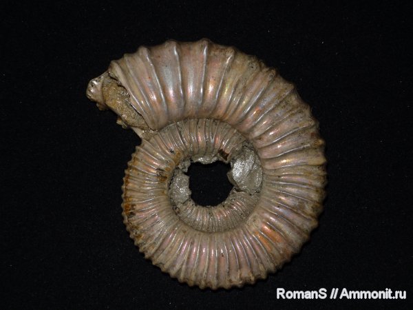 аммониты, Peltoceras, Дубки, Саратовская область, Ammonites, Peltoceras schroederi, Peltoceratinae, Aspidoceratidae