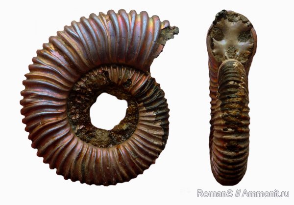 аммониты, юра, Peltoceras, Дубки, Саратовская область, Peltoceras arduennense, Ammonites, Peltoceratinae, Aspidoceratidae, Jurassic