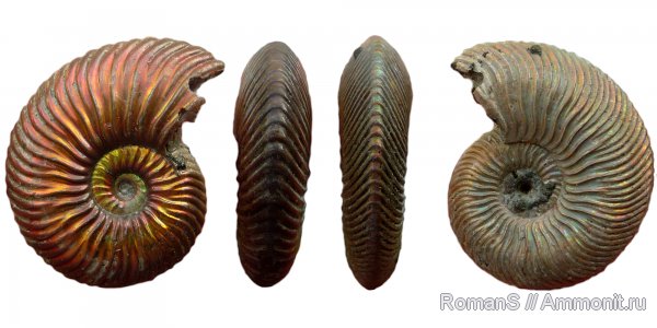 аммониты, юра, Quenstedtoceras, Quenstedtoceras lamberti, Дубки, Vertumniceras, Саратовская область, Ammonites, Vertumniceras mariae, Jurassic