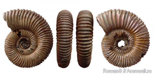 аммониты, юра, Peltoceras, Дубки, Саратовская область, Peltoceras arduennense, Ammonites, Peltoceratinae, Aspidoceratidae, Jurassic