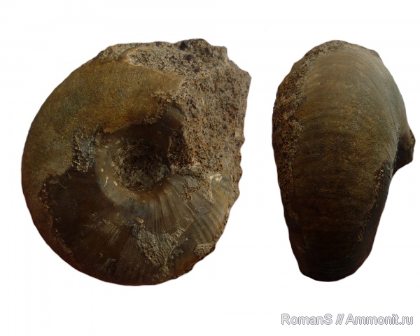 аммониты, юра, Rondiceras, Rondiceras tcheffkini, Ammonites, Jurassic