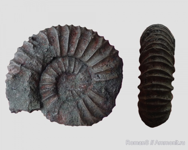 аммониты, Virgatites, Virgatites pallasianus, Ammonites