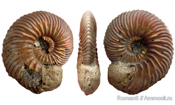 аммониты, юра, Дубки, Vertumniceras, Саратовская область, Ammonites, Vertumniceras mariae, Jurassic