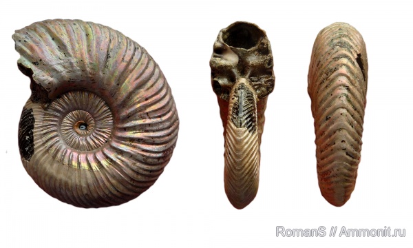 аммониты, юра, Quenstedtoceras, Дубки, Саратовская область, Cardioceratidae, Ammonites, Quenstedtoceratinae, Quenstedtoceras leachi, Jurassic