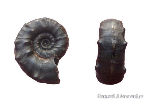 аммониты, Euaspidoceras, Дубки, Саратовская область, Ammonites, Aspidoceratidae, Aspidoceratinae