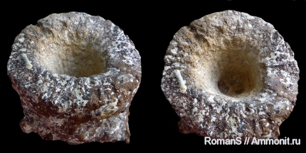 мел, губки, Саратовская область, Cephalites, Cephalites compresus, Cretaceous