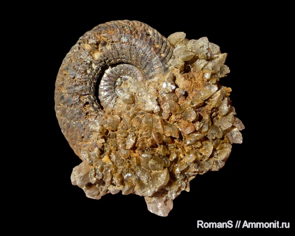 аммониты, юра, Quenstedtoceras, Quenstedtoceras lamberti, Саратовская область, Cardioceratidae, Ammonites, Quenstedtoceratinae, Сторожевка, Jurassic