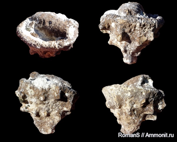 мел, губки, Саратовская область, Microblastium, Microblastium limatulum, Cretaceous