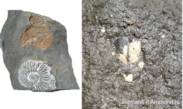 аммониты, Deshayesites, апт, аптихи, Ammonites, Deshayesitidae, Praestriaptychus, Aptychi, aptychus, Aptian