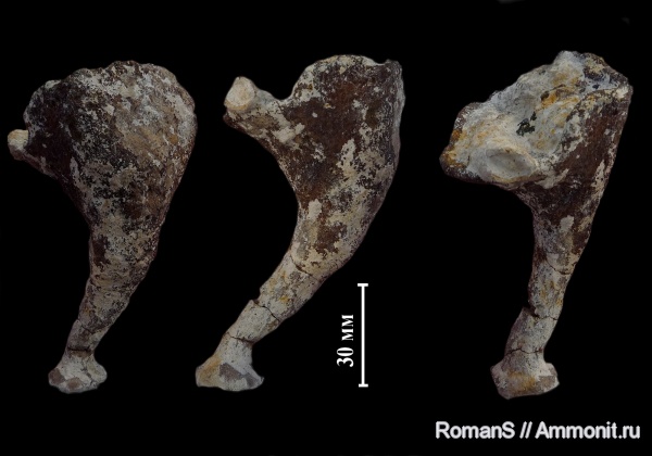 мел, губки, Саратовская область, сантон, Napaeana, Napaeana obligua, Santonian, Cretaceous