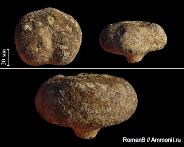 мел, губки, Саратовская область, сантон, Demospongia, Actinosiphonia radiata, Actinosiphonia, Santonian, Cretaceous