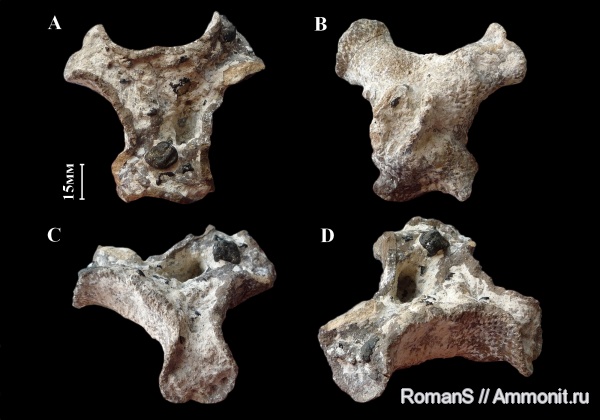 мел, губки, Саратовская область, сантон, Lepidospongia, Santonian, Cretaceous