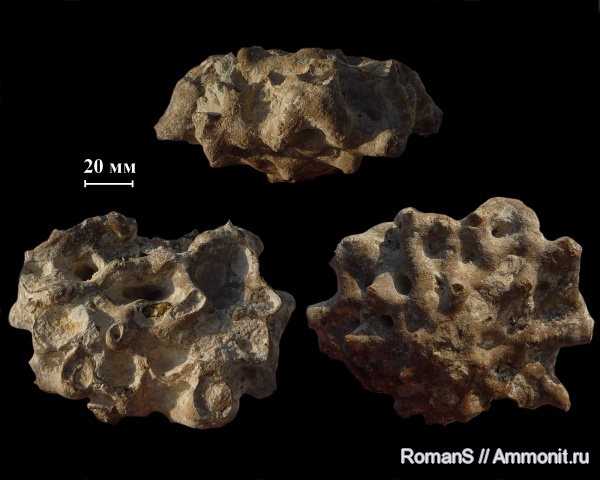 мел, губки, Саратовская область, сантон, Becksia, Santonian, Cretaceous