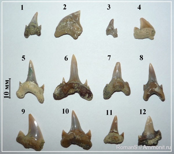 мел, зубы, Squalicorax, зубы акул, Саратовская область, Archaeolamna, Scapanorhynchus, Squalicorax kaupi, Карякино, Scapanorhynchus perssoni, Archaeolamna kopingensis, Cretaceous, teeth, shark teeth