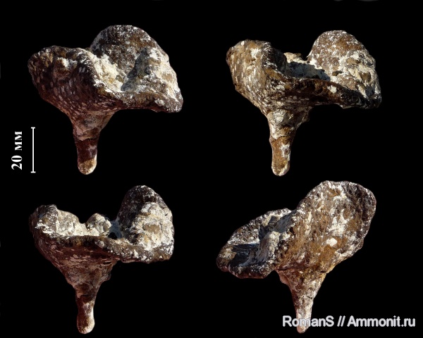 мел, губки, Саратовская область, сантон, Lepidospongia, Lepidospongia rugosa, Santonian, Cretaceous