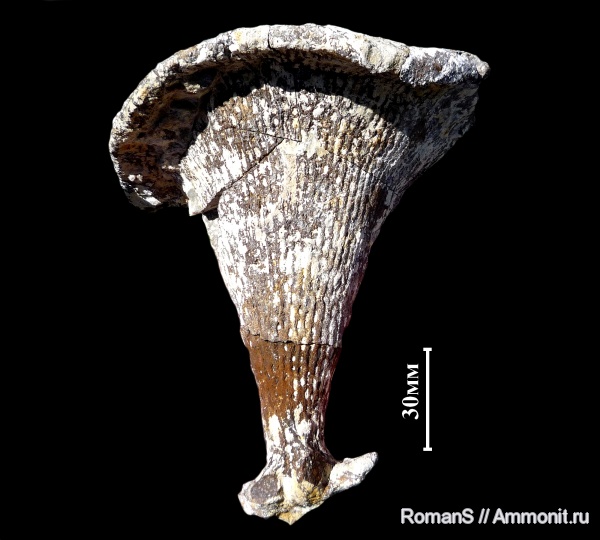 мел, губки, Саратовская область, Ventriculites, сантон, Ventriculites cribrosus, Santonian, Cretaceous