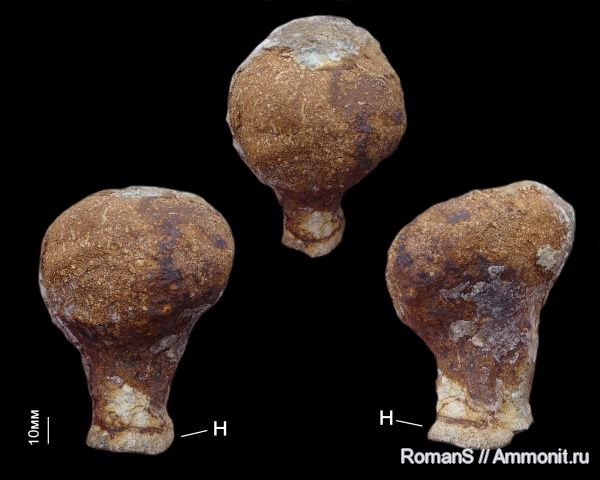 губки, Саратовская область, сантон, Demospongia, Actinosiphonia radiata, Actinosiphonia, Santonian, Cretaceous