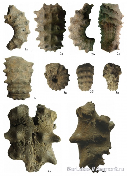 аммониты, Украина, сеноман, Ammonites, Acanthoceras, Acanthoceras rhotomagense, Cunningtoniceras cunningtoni, Cunningtoniceras, Cenomanian