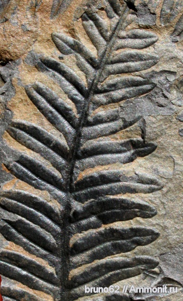 Alethopteris, Bolsovian, seed ferns, Liévin, France