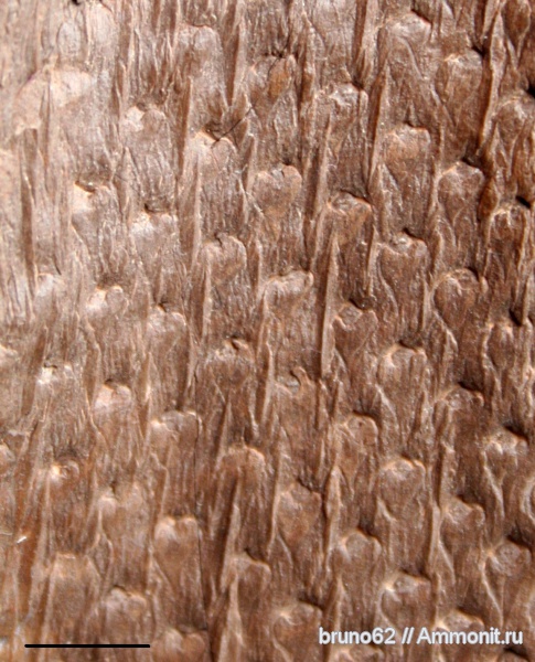 Carboniferous, Lepidophytes