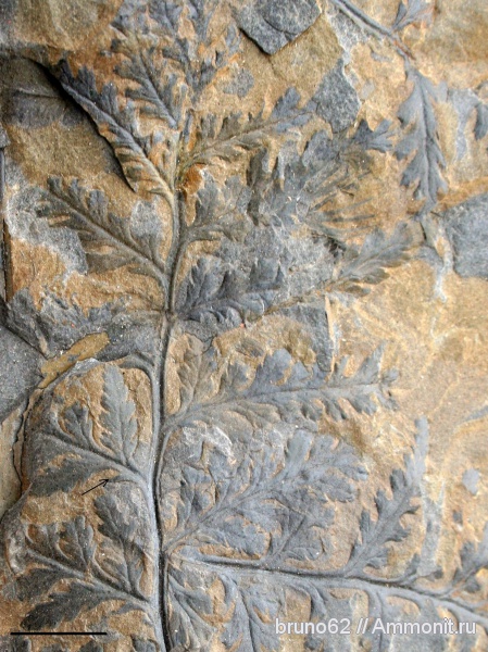 Carboniferous, Bolsovian, Liévin, true fern, Discopteris, Discopteris opulenta