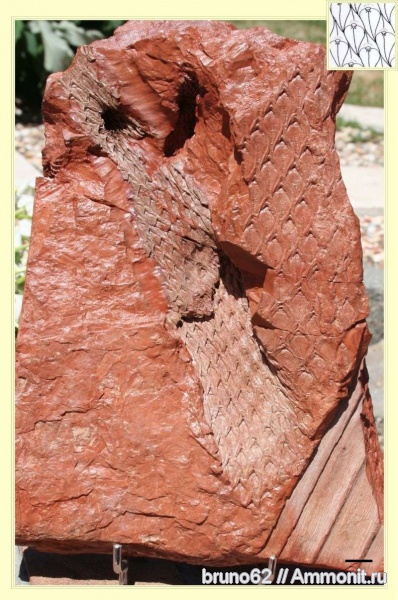 Carboniferous, Lepidodendron, Bolsovian, France, plants from Liévin aera