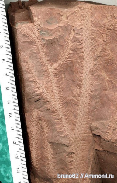 Carboniferous, Lepidodendron, Bolsovian, France, plants from Liévin aera