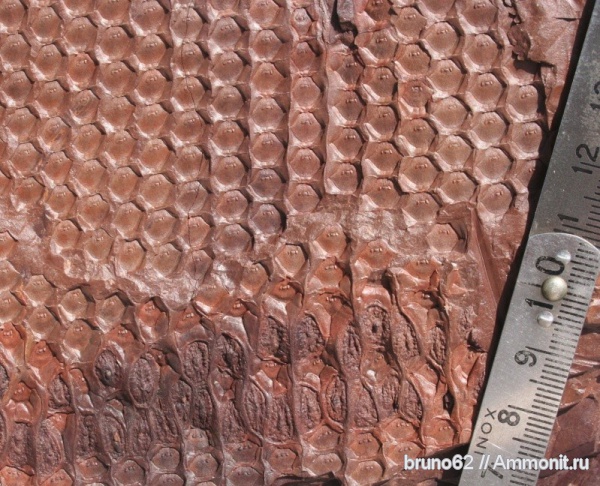 Carboniferous, Bolsovian, France, plants from Liévin aera