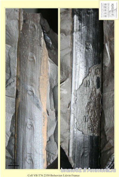 Carboniferous, Sigillaria laevigata, Sigillaria, Bolsovian, France, plants from Liévin aera