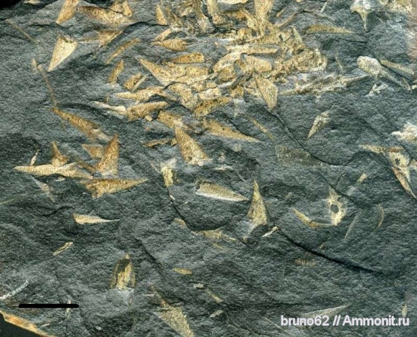 Carboniferous from France, la Mure basin