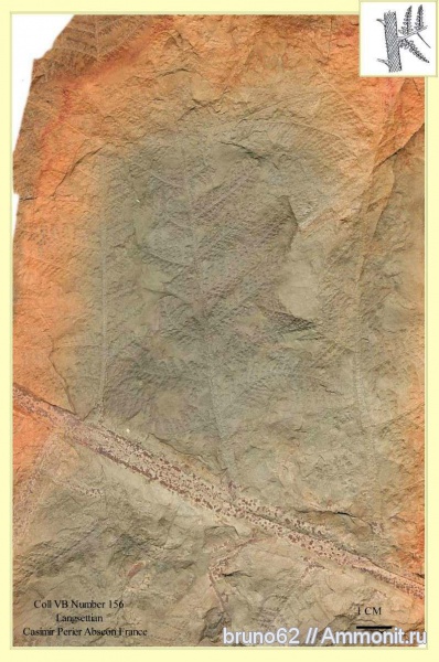 Carboniferous, Langsettian from northern France, Lyginopteris