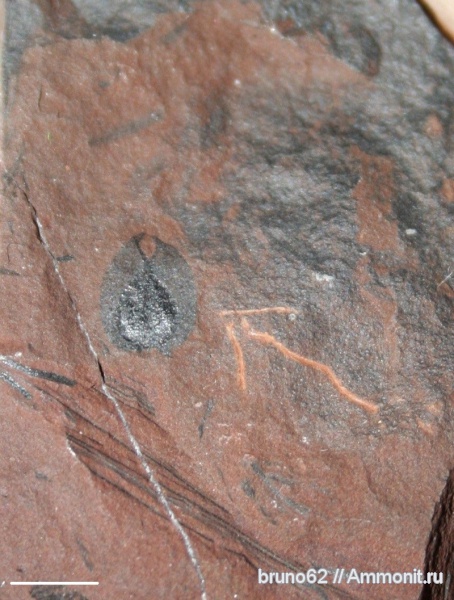 Carboniferous, Bolsovian, France, plants from Liévin aera, samaropsis