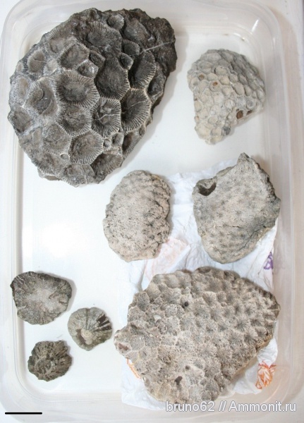 Hexagonaria, devonian fauna from Ferques aera, northern France