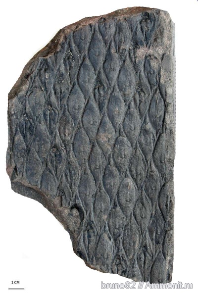 Carboniferous, Lepidodendron, Bolsovian, France, plants from Liévin aera