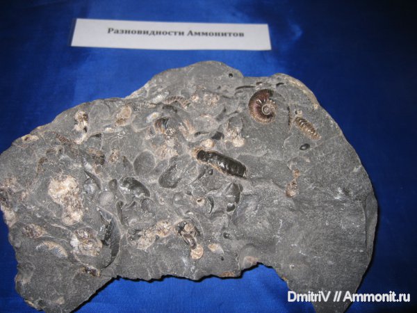 аммониты, Ammonites