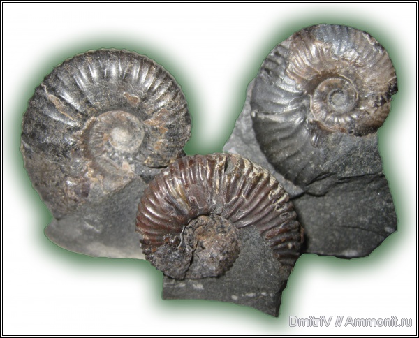 аммониты, Ammonites