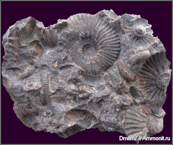 аммониты, конкреции, Ammonites