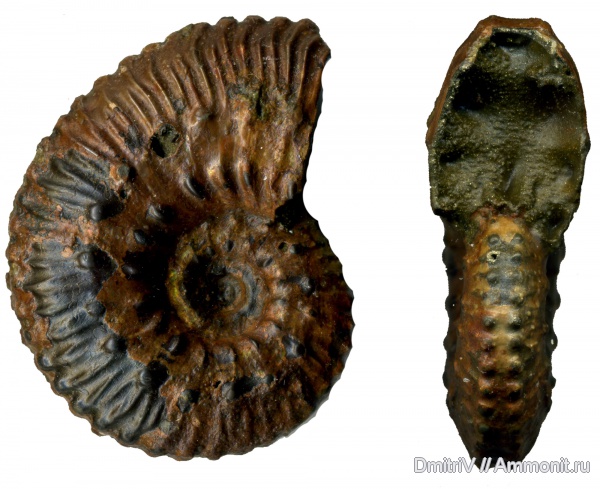 Михайлов, Kosmoceras, келловей, Callovian, Middle Jurassic