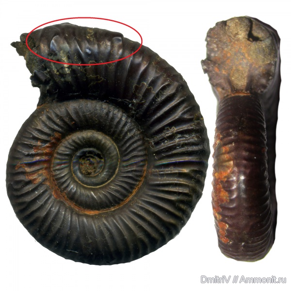 юра, Михайлов, Binatisphinctes, келловей, Binatisphinctes mosquensis, parabolae, Callovian, Jurassic, Middle Jurassic