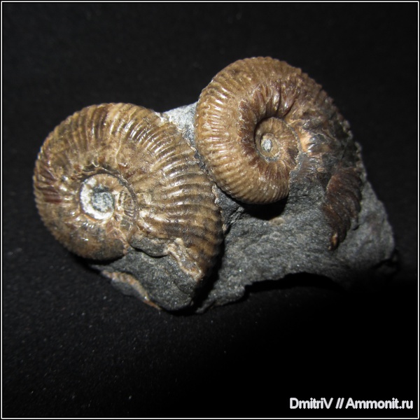 аммониты, палеоарт, Ammonites, Acanthohoplites