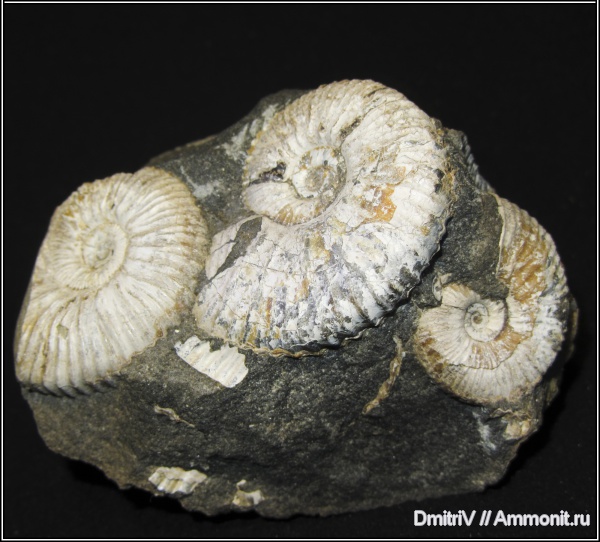 аммониты, палеоарт, Ammonites, Acanthohoplites