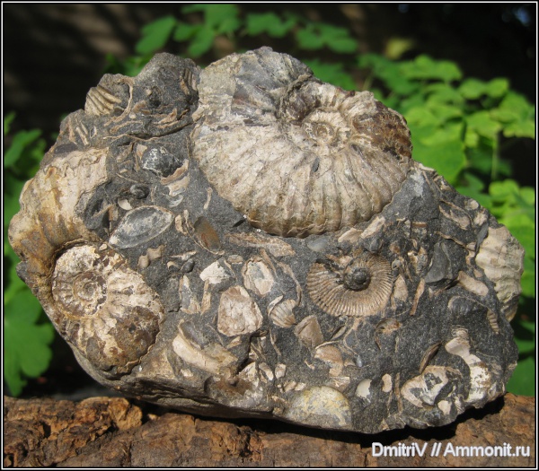 аммониты, конкреции, палеоарт, Ammonites