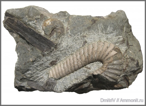 гетероморфные аммониты, р. Белая, heteromorph ammonites