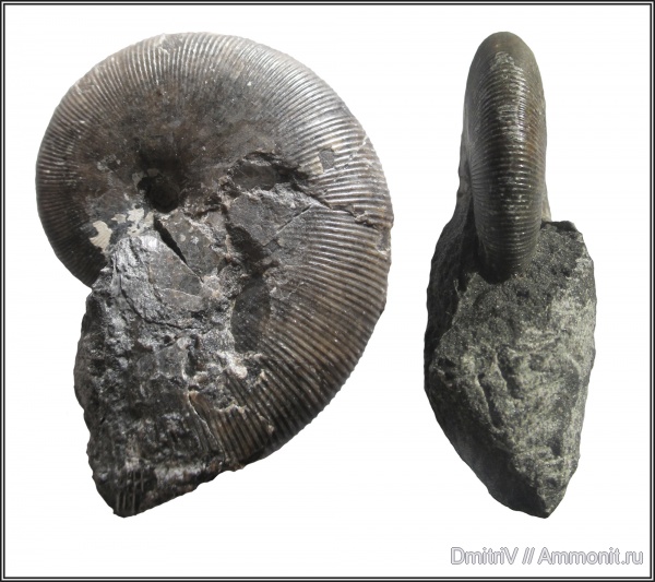 мел, Euphylloceras, Euphylloceras velledae, Cretaceous