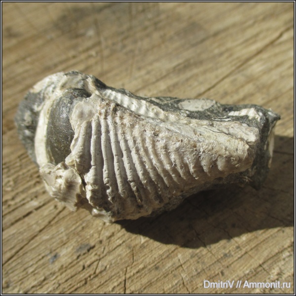 мел, двустворчатые моллюски, Pterotrigonia, Pterotrigonia aliformis, Cretaceous