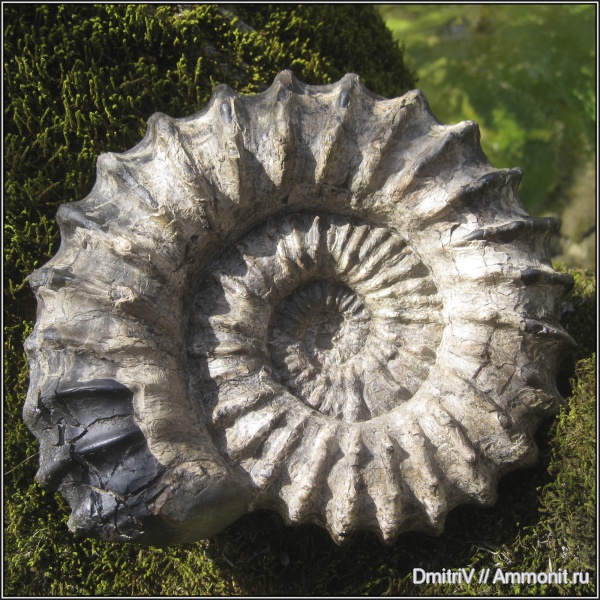 аммониты, мел, Douvilleiceras, Ammonites, Cretaceous